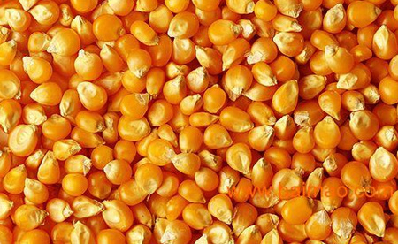 饲料原料涨起来 养猪人如何是好