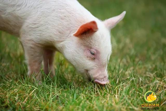掌握了母猪发情与配种的时间规律与判断,今后配种率就不用担心了!