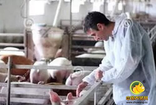 为什么在国内学了五年兽医,一到国外依然傻眼?