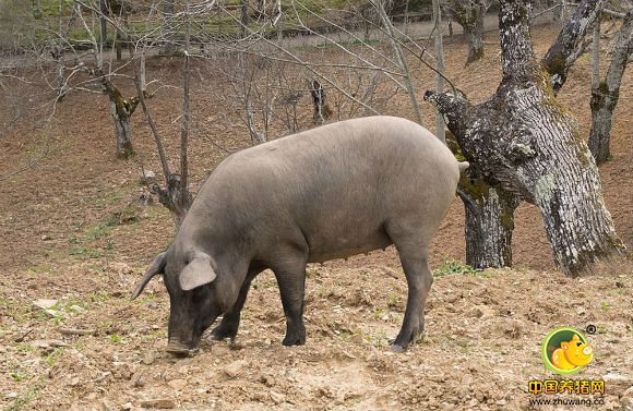 国外研究员:活性酵母有利于改善热应激下猪的性能