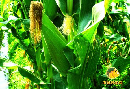 玉米贸易商出手更加谨慎