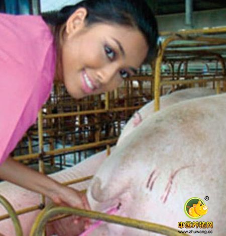 5个字轻松学会猪深部输精技术提高受胎率!