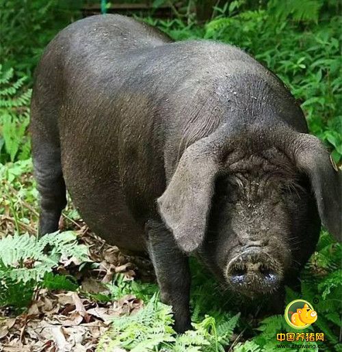 工匠精神:日本富二代如何养出“电子游艺平台
中的和牛”?