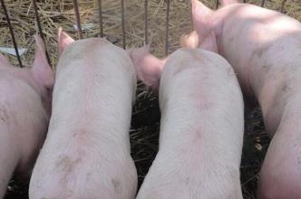 越南猪价深度下跌 主因竟然是中国!