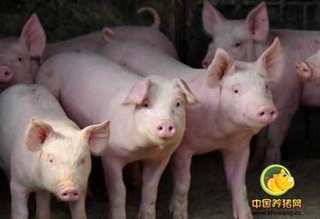 母猪丢胎?丢胎是怎么发生的呢?