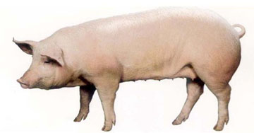 母猪死活不发情或是配种配不上怎么办?