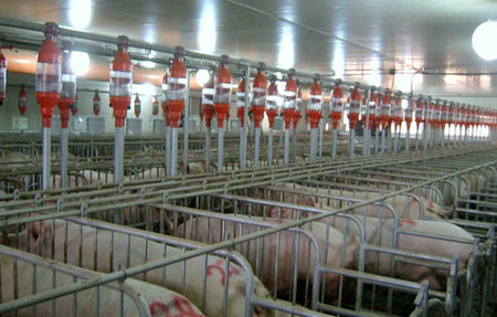 怎么给猪设置合适的饮水设备?