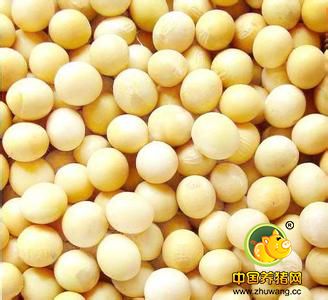 8月10日豆粕大豆油脂早盘分析摘要