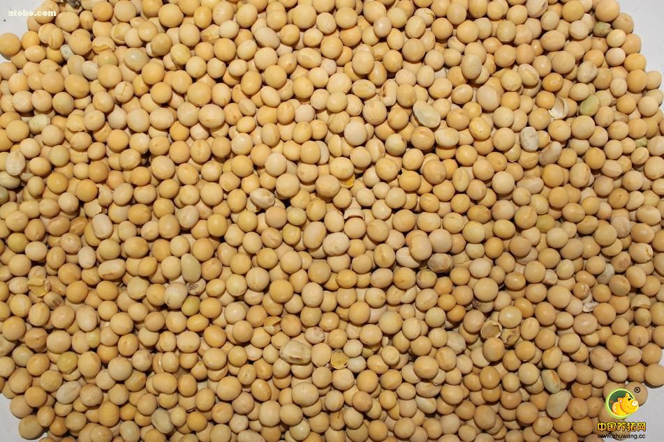 重磅:推进转基因玉米、大豆产业化