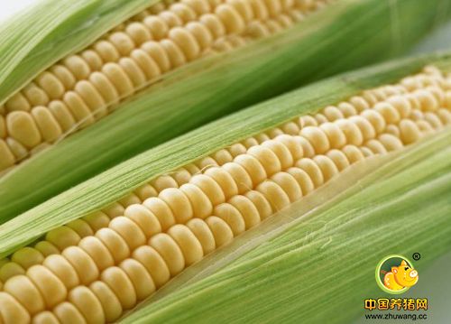 供需题材双现,短期玉米价格跌势偏缓