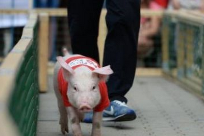 会玩!骑猪也能举行竞技比赛 快来比比谁更持久