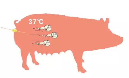 【收藏干货】关于猪精,你了解多少?