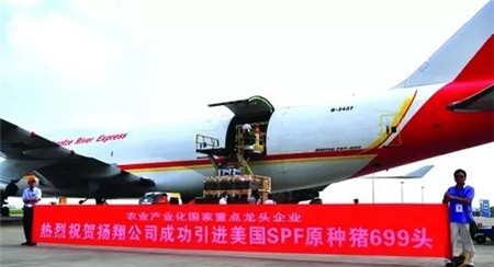 【收藏干货】关于猪精,你了解多少?