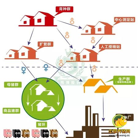 【收藏干货】关于猪精,你了解多少?