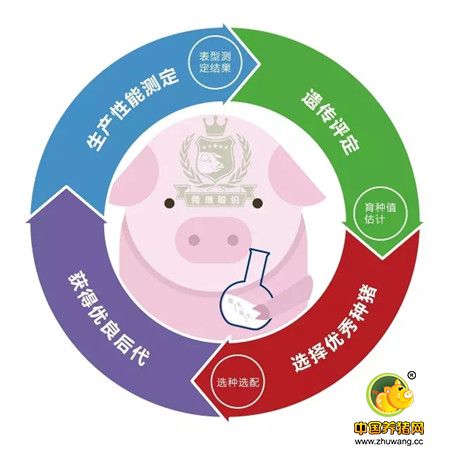 【收藏干货】关于猪精,你了解多少?