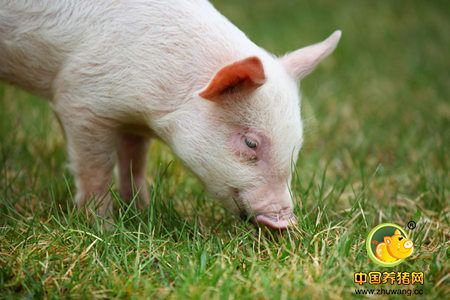 兽药协会:现阶段我国难弃动物抗生素