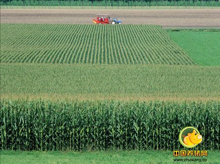 阶段性行情持续,8月下旬再迎一波春玉米