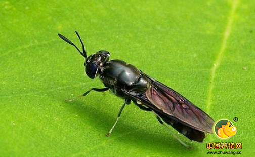 奇闻!预计在几十年以后,苍蝇能够拯救畜牧业