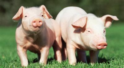 一味以丹麦标准、美国标准抵制抗生素 对于当前中国整体养猪业发展来说是否可行?