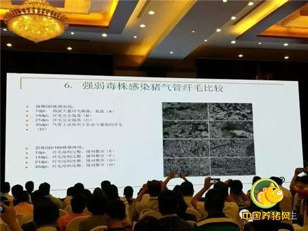 蓝海之光,历九而生——永顺GDr180闪耀第一届南农中美猪业高峰论坛