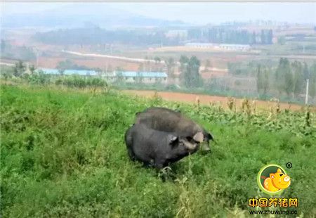 从200元创业到市值200亿,“中国养猪第一股”掌舵人亲授秘籍