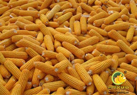 关注新粮上市:种玉米不赚钱 收储制度改革或见效