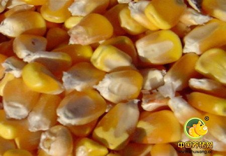 运力“磨合期”将过 东北玉米外运能力增强