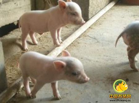 猪咬尾错不在猪,可能我们自己造成的应激引起的哦......