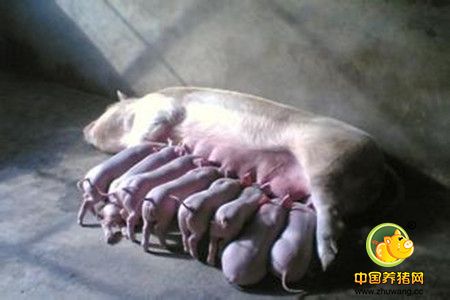 独家研究成果:母猪产后不孕中药疗法