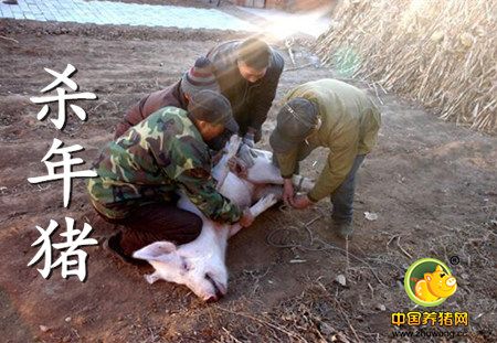 年猪市场即将到来,你准备好迎接大涨了吗?