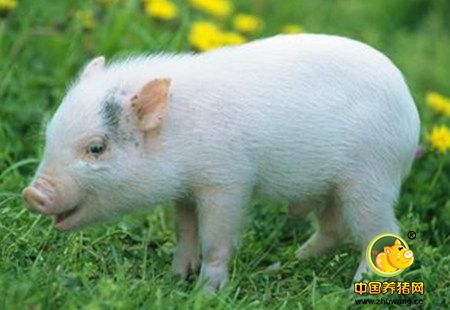 接生仔猪用这个,实用又节省!比买仔猪接生粉更具性价比的方法