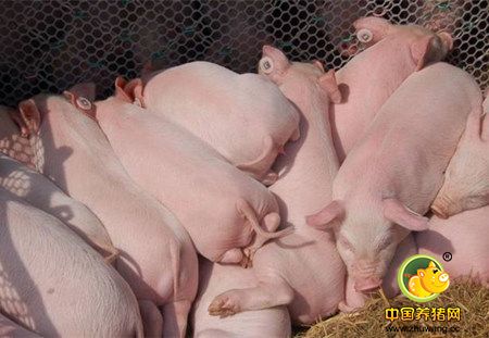 外国专家预测,2017年中国猪缺口1亿头,价格将继续强劲