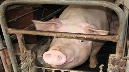 您注意到母猪发病前一直在传递信号了吗?