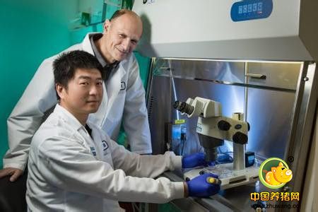 人类干细胞注入猪胚胎,科学家首次培育出人猪嵌合体胚胎