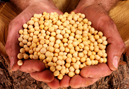 好消息!今年发放的大豆补贴或将再次提高!