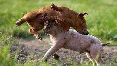 仔猪咬尾、母猪啃崽!小心电子游艺网站
出现猪异嗜癖