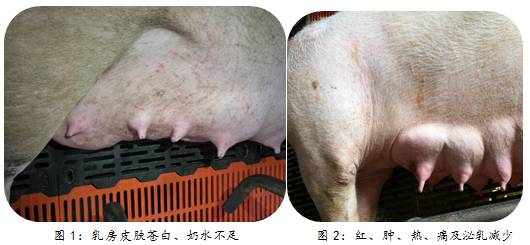 规模化电子游艺网站
产科疾病之乳房炎护理常识