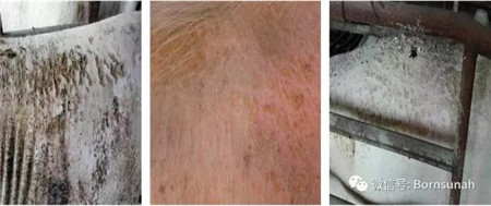 规模化电子游艺网站
如何科学驱虫?