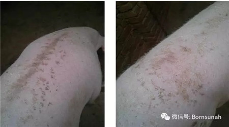 规模化电子游艺网站
如何科学驱虫?