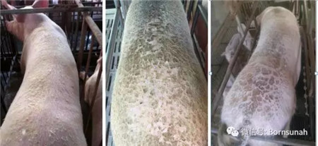 规模化电子游艺网站
如何科学驱虫?