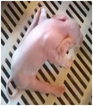 电子游艺网站
隐形杀手—霉菌毒素