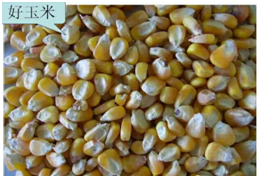 电子游艺网站
隐形杀手—霉菌毒素