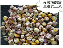 电子游艺网站
隐形杀手—霉菌毒素