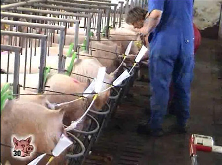 德国专家到江苏中粮、江苏梅林、湖南佳和、江西正邦、陕西正大、本香集团、温氏集团等养猪大企业干什么去了?