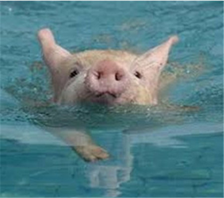 猪生性怕热!