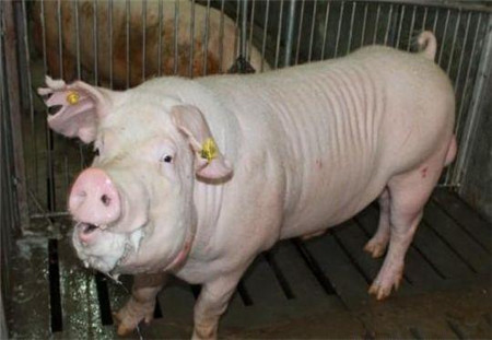 后备种猪的选购和引种需要注意什么?养猪户不得不防的几点