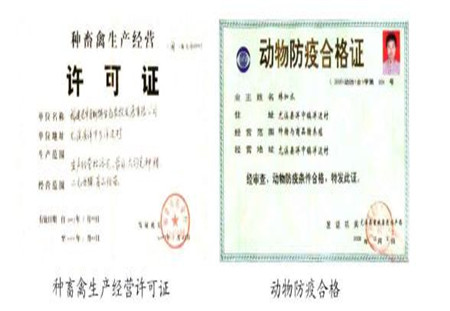 后备种猪的选购和引种需要注意什么?养猪户不得不防的几点