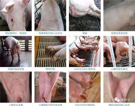 自成一派调理派,成必信诚意之作——第四代猪护士