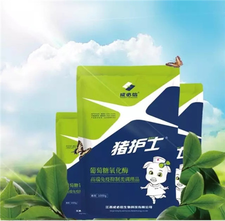 自成一派调理派,成必信诚意之作——第四代猪护士