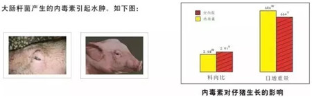 纵横核心颗粒制剂:熱炎欣(氟尼辛葡甲胺颗粒)